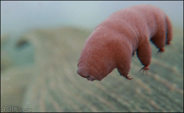 Waterbears can go without food or water for more than a decade.