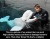 This is a picture of an animal that can emit high pitched noises